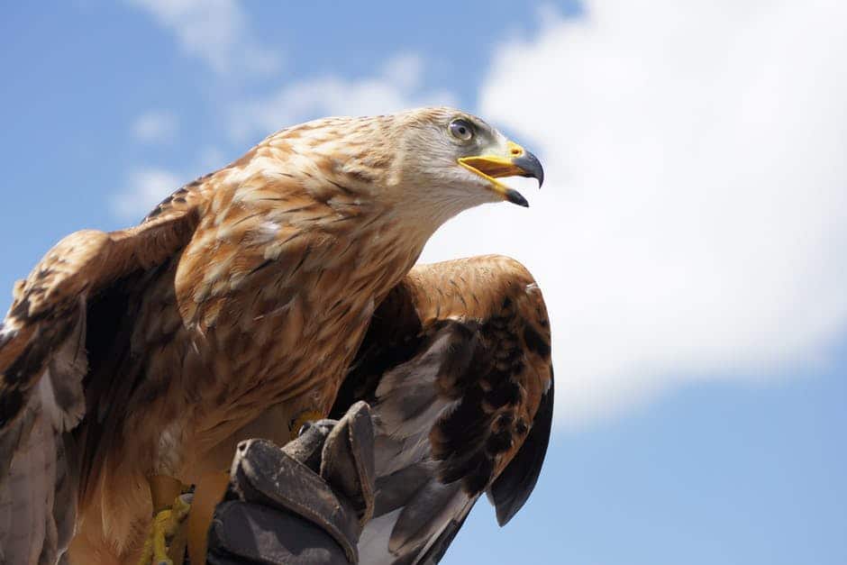 EL ÁGUILA DE ORO DE ORIENTE - VdD7